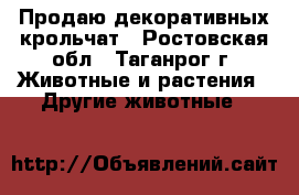 Продаю декоративных крольчат - Ростовская обл., Таганрог г. Животные и растения » Другие животные   